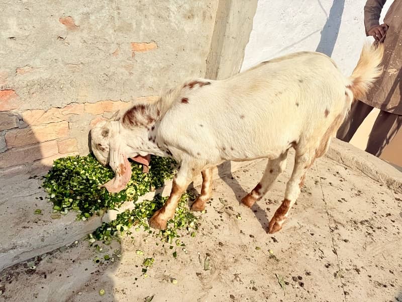 Desi pragnent Goat 2 adad or 1 bakra For Sale 7