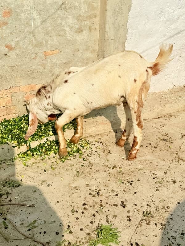 Desi pragnent Goat 2 adad or 1 bakra For Sale 8