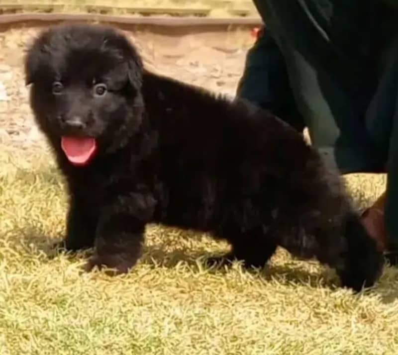 Black German Shepherd Long Coat Female For Sale 0