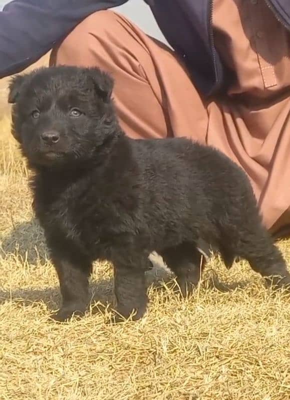 German Shepherd Long Coat Puppy / Black German Shepherd Male For Sale 0