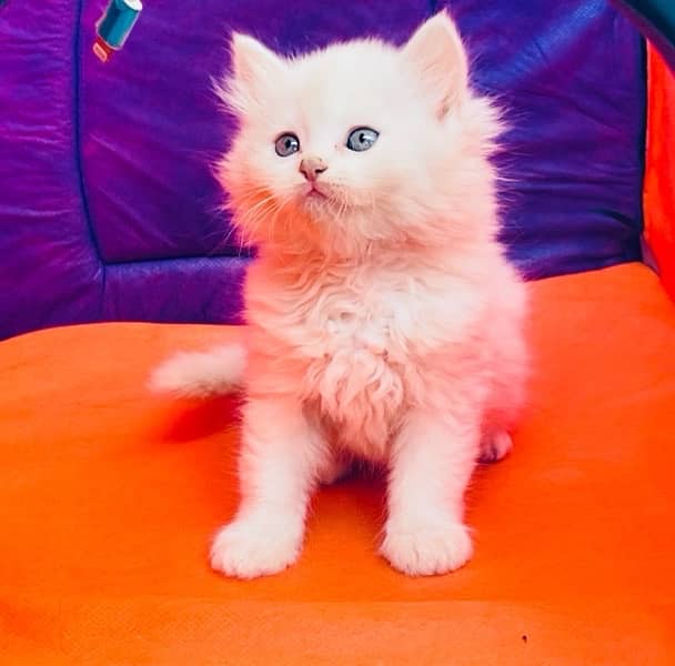 Bombastic Persian Male Kitten 1