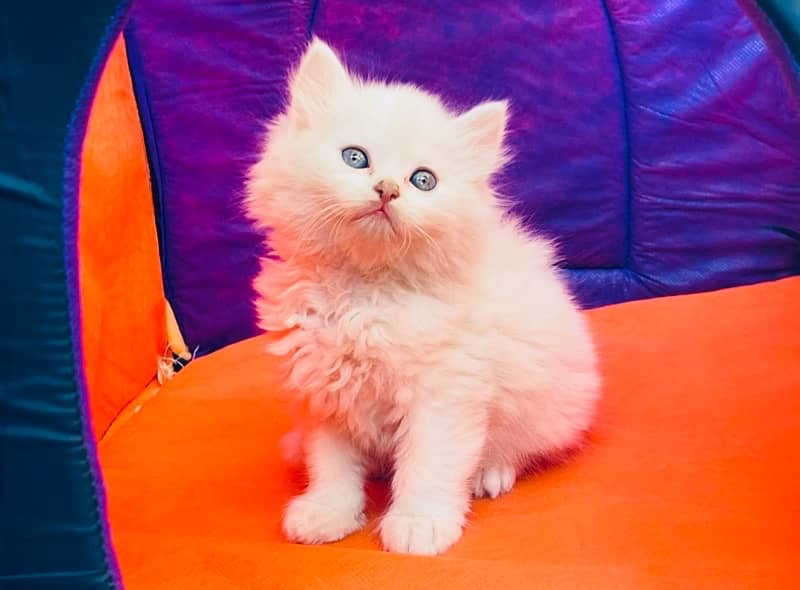 Bombastic Persian Male Kitten 2