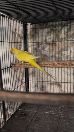 Yellow Ringneck male