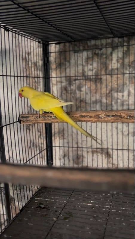 Yellow Ringneck male 0