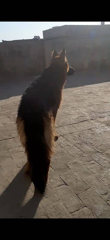 fully Long cort German Shepherd dog 3