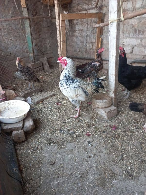 Desi Hen 4