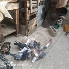 reccer pigeon mix breed and wooden cage for sale