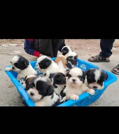 I want to sale my shitzu puppies