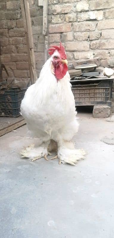 White heavy buff, male, chicks 0