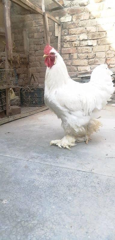 White heavy buff, male, chicks 1