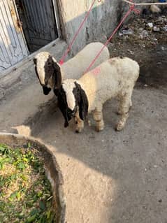 top quality kajla male pair suitable for Qurbani 2025