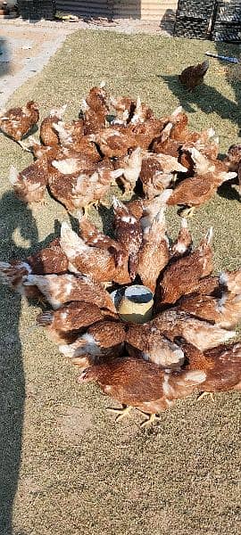 Lohmann Brown females available Per year 320 eggs deny wali murgi 0