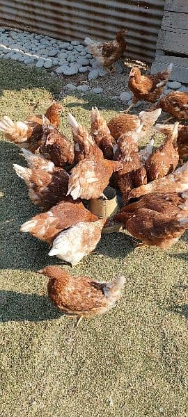 Lohmann Brown females available Per year 320 eggs deny wali murgi 2