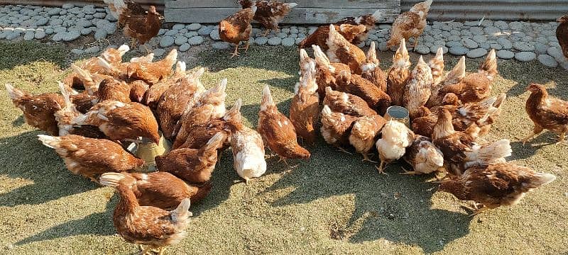 Lohmann Brown females available Per year 320 eggs deny wali murgi 3