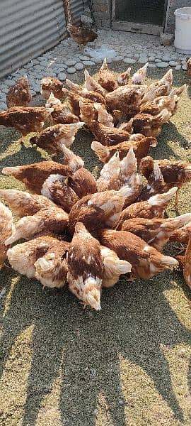 Lohmann Brown females available Per year 320 eggs deny wali murgi 4