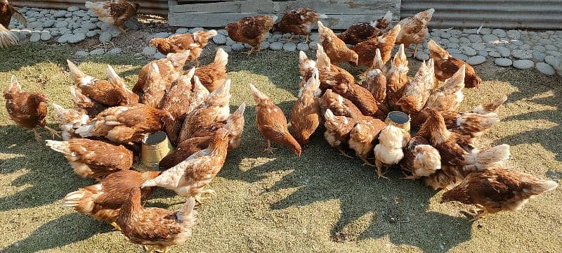 Lohmann Brown females available Per year 320 eggs deny wali murgi 5