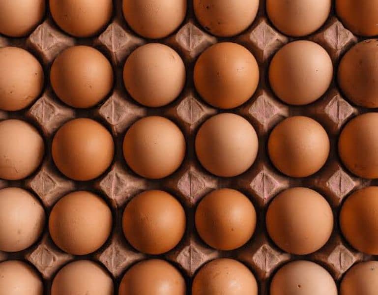 Lohmann Brown females available Per year 320 eggs deny wali murgi 6