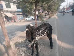 ghar ka pala Hua janwar Hai for sale bakra 03224909571