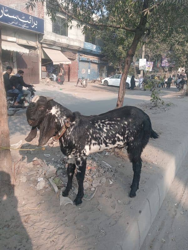 ghar ka pala Hua janwar Hai for sale bakra 03224909571 1