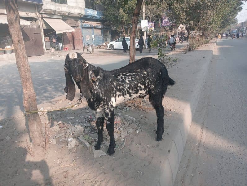 ghar ka pala Hua janwar Hai for sale bakra 03224909571 2