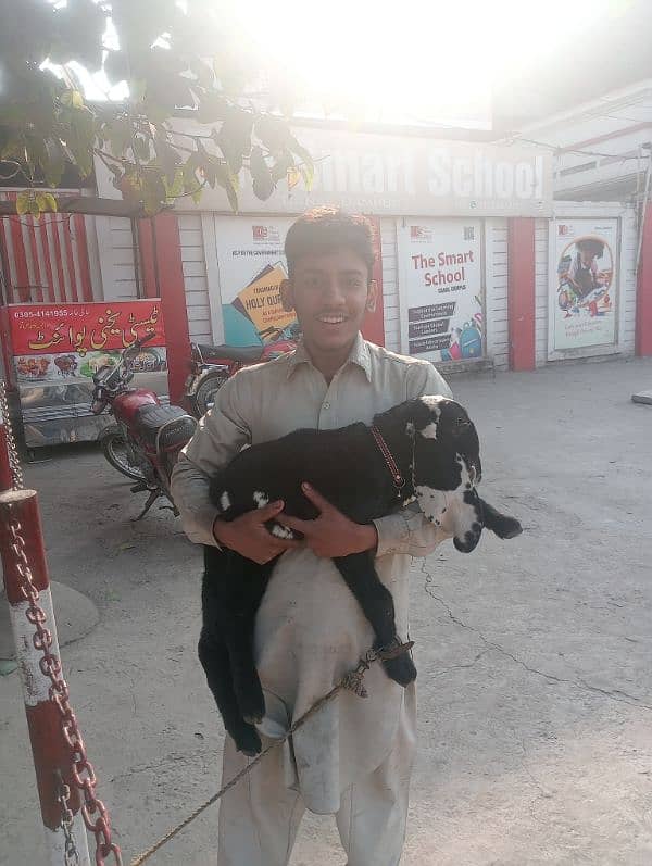 ghar ka pala Hua janwar Hai for sale bakra 03224909571 3