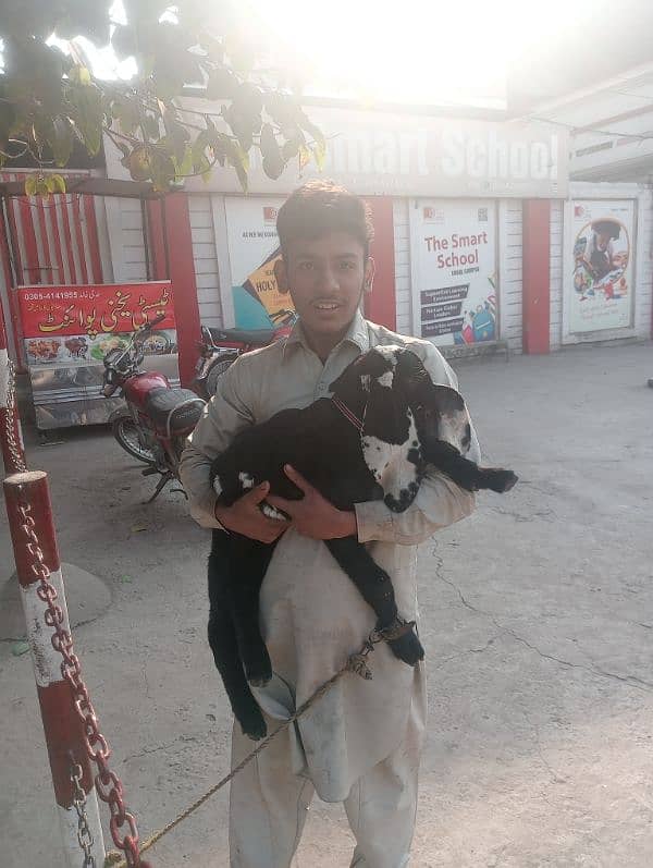 ghar ka pala Hua janwar Hai for sale bakra 03224909571 4