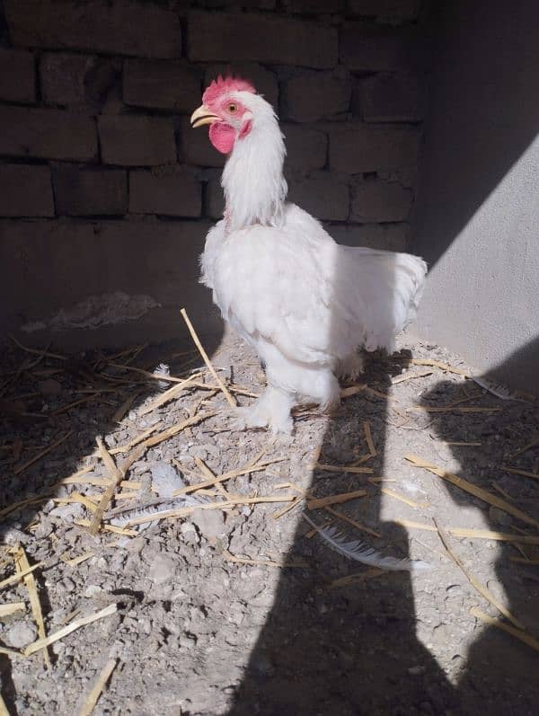 white bantam 2