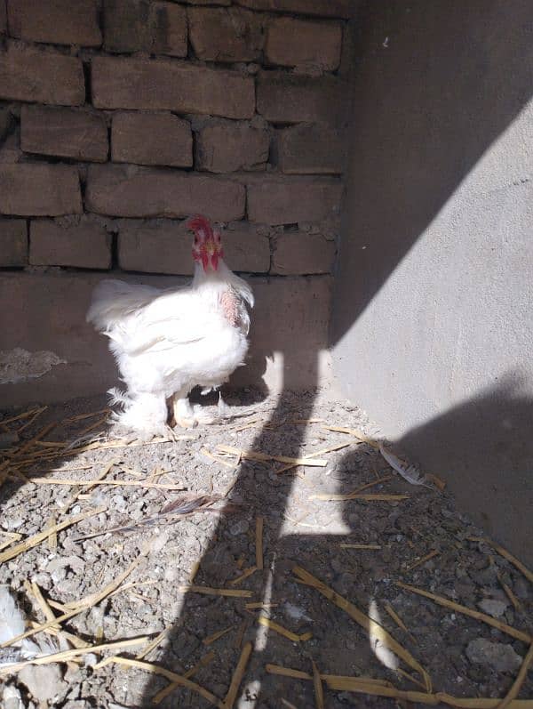 white bantam 3