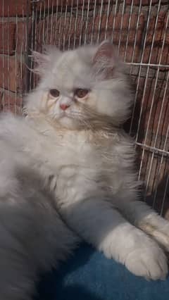 Persian more than tripled coat 03234315250