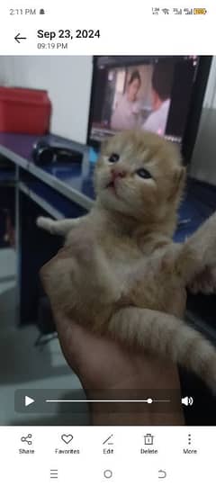 Persian beby for sale 2month age