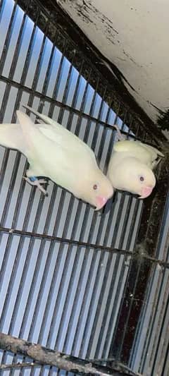 albino red eyes caremino decino pale fellow breders pair