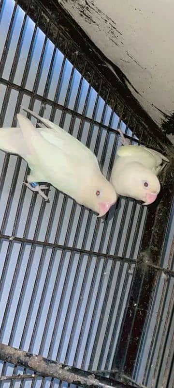 albino red eyes caremino decino pale fellow breders pair 0