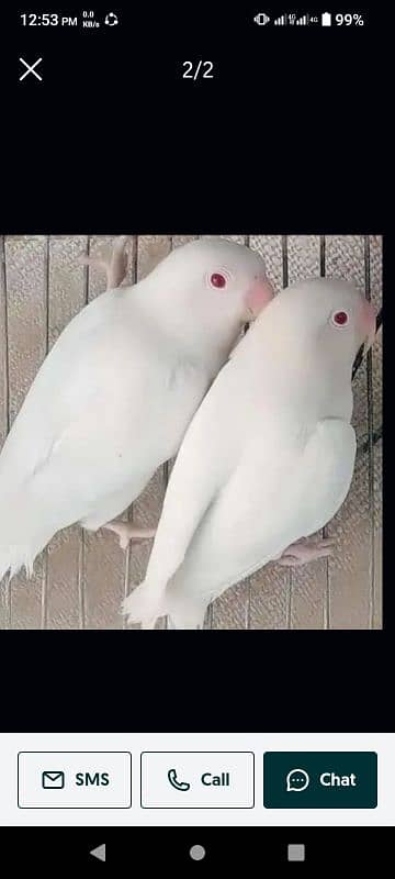 albino red eyes caremino decino pale fellow breders pair 1