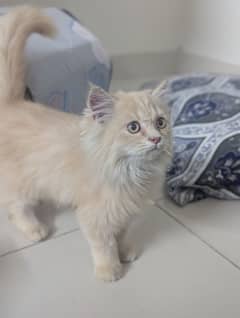 Persian cat