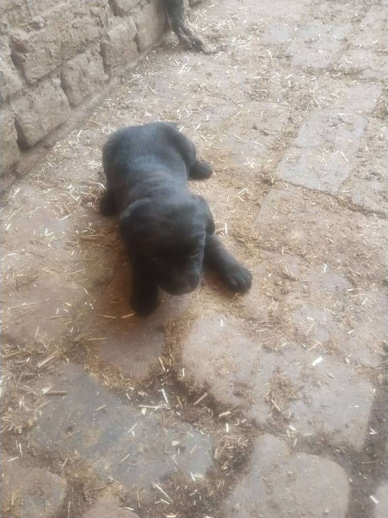 pure breed  black Labrador age 1 month gender male 0