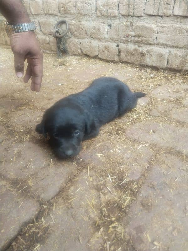 pure breed  black Labrador age 1 month gender male 1