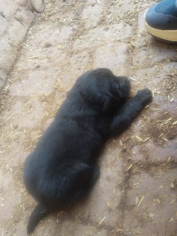 pure breed  black Labrador age 1 month gender male 3