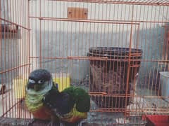 green conure chicks