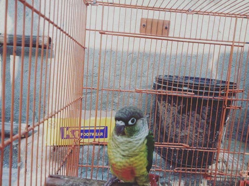 green conure chicks 1