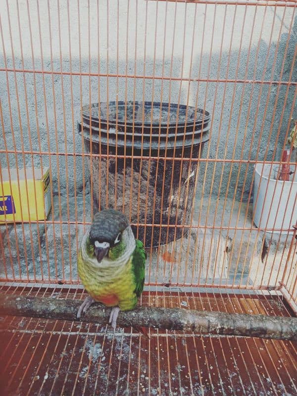 green conure chicks 2