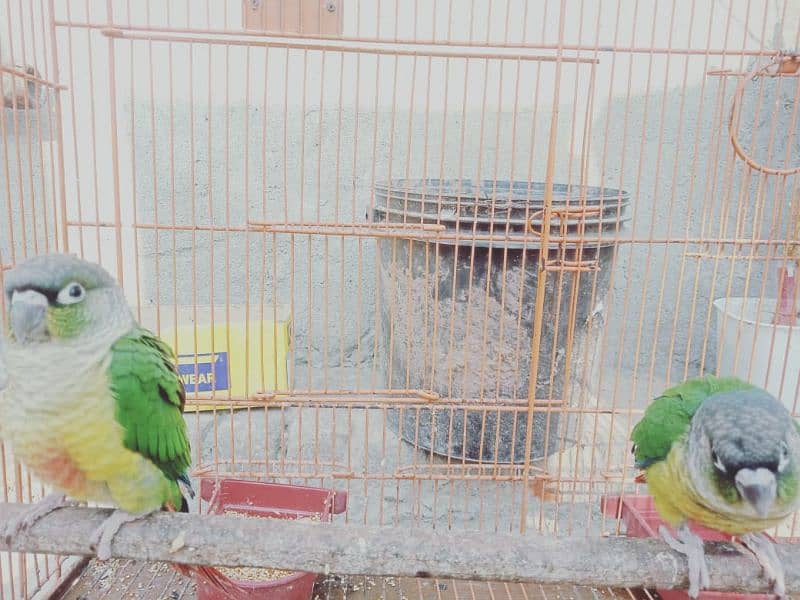 green conure chicks 3