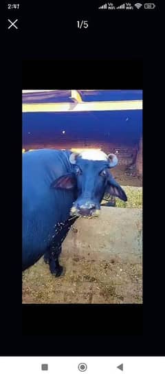 Urgent Sale Buffalo in Lahore