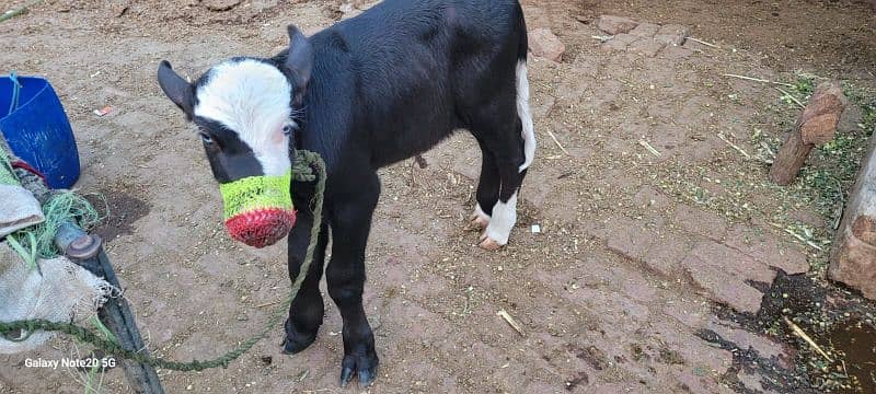 Urgent Sale Buffalo in Lahore 2