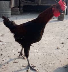 Golden Misri & Layer Hen Only Male