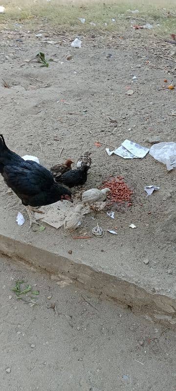 morghi available with 5 chicks didh month ke 0