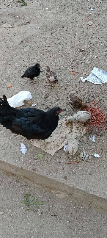 morghi available with 5 chicks didh month ke 1