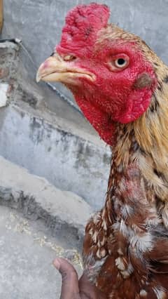For