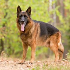 female German shepherd