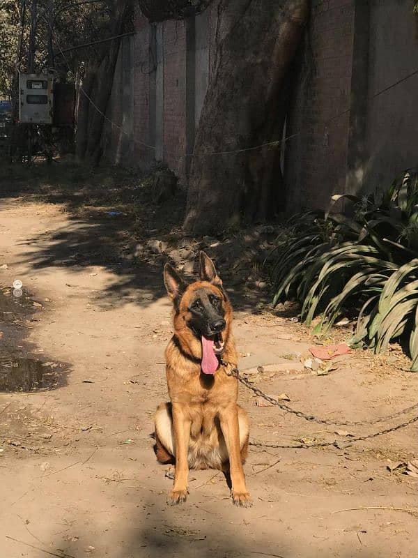 female German shepherd 1