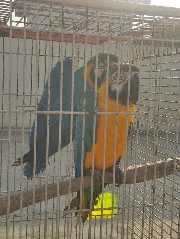 Macaw Pair Hand Tamed 0